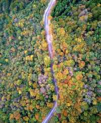 藏在川北的秘境！平武彩林+古寨+瀑布，5天承包深秋浪漫