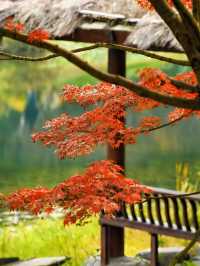 成都浣花溪這是什麼神仙賞楓秘境!