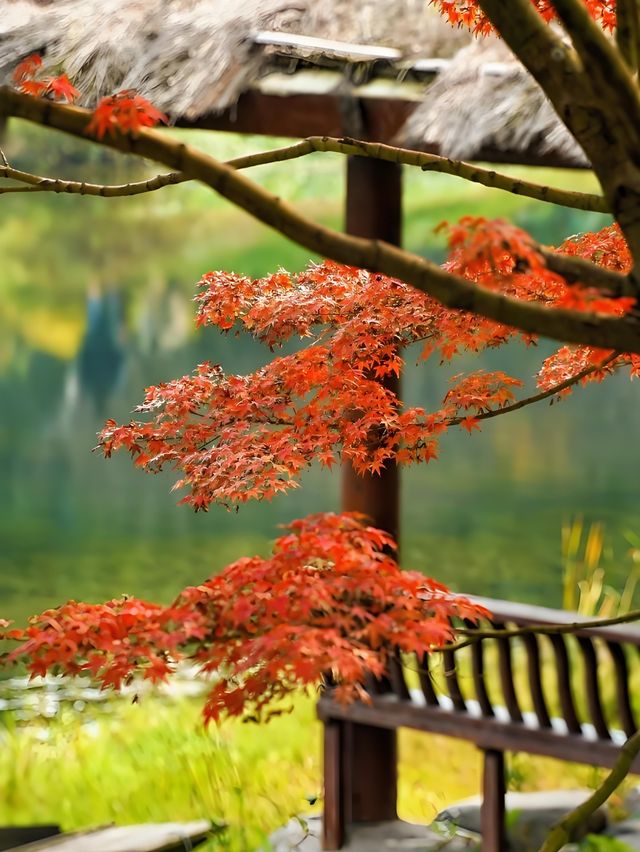 成都浣花溪這是什麼神仙賞楓秘境! 成都浣花溪這是什麼神仙賞楓秘境!