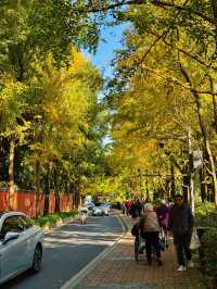 漫步詩歌裡成都浣花溪公園的神仙玩法