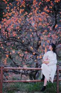 在溫州拍到了刷爆朋友圈的“柿柿”如意