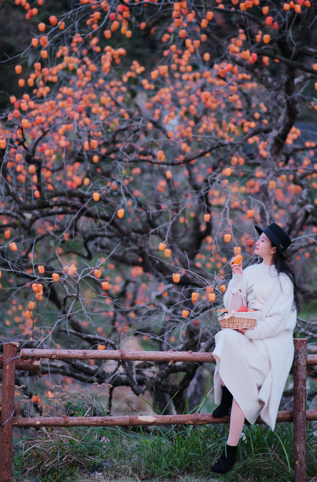 在溫州拍到了刷爆朋友圈的“柿柿”如意