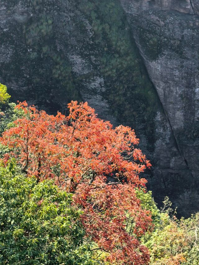 1. 衢州免費遊衝瘋了！江郎山秋日徒步，90℃垂直梯太刺激！