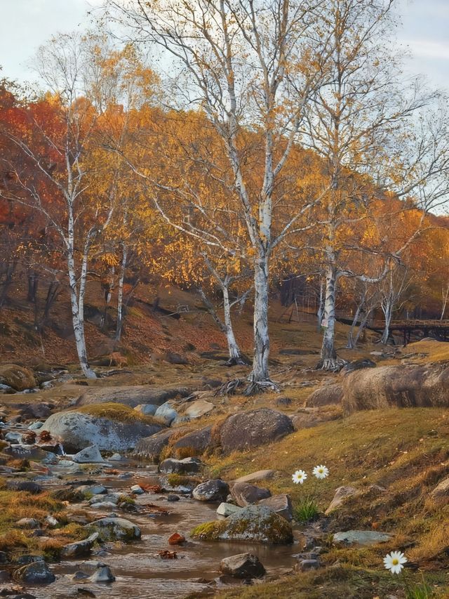 黑龍江秋色，大興安嶺小興安嶺怎麼選