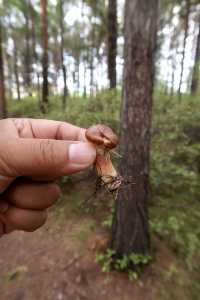 秒變採蘑菇的小伙子