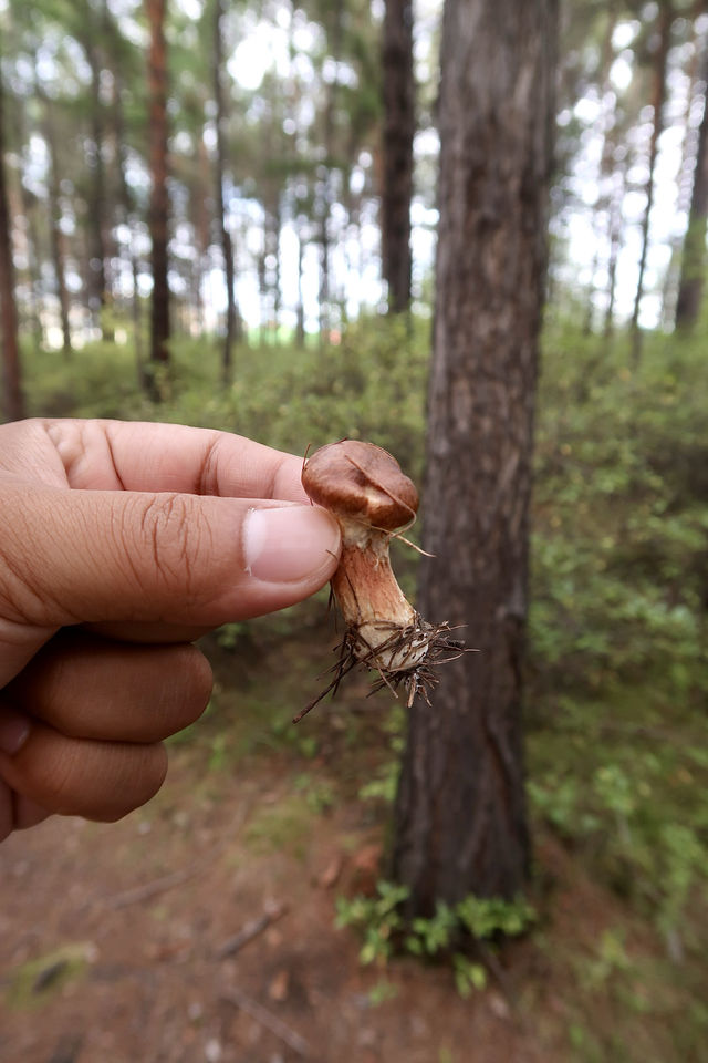 秒變採蘑菇的小伙子