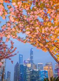 夜櫻暴擊!北外灘晚櫻秘境美到犯規!