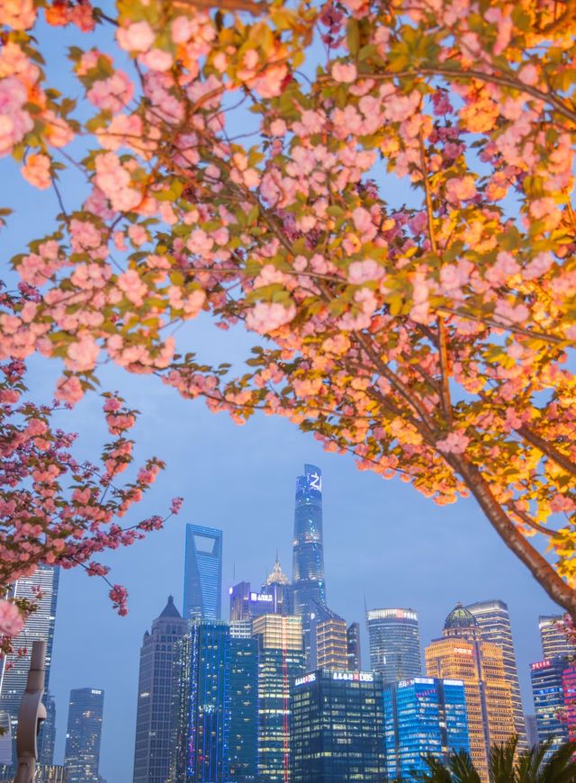 夜櫻暴擊!北外灘晚櫻秘境美到犯規! 夜櫻暴擊!北外灘晚櫻秘境美到犯規!