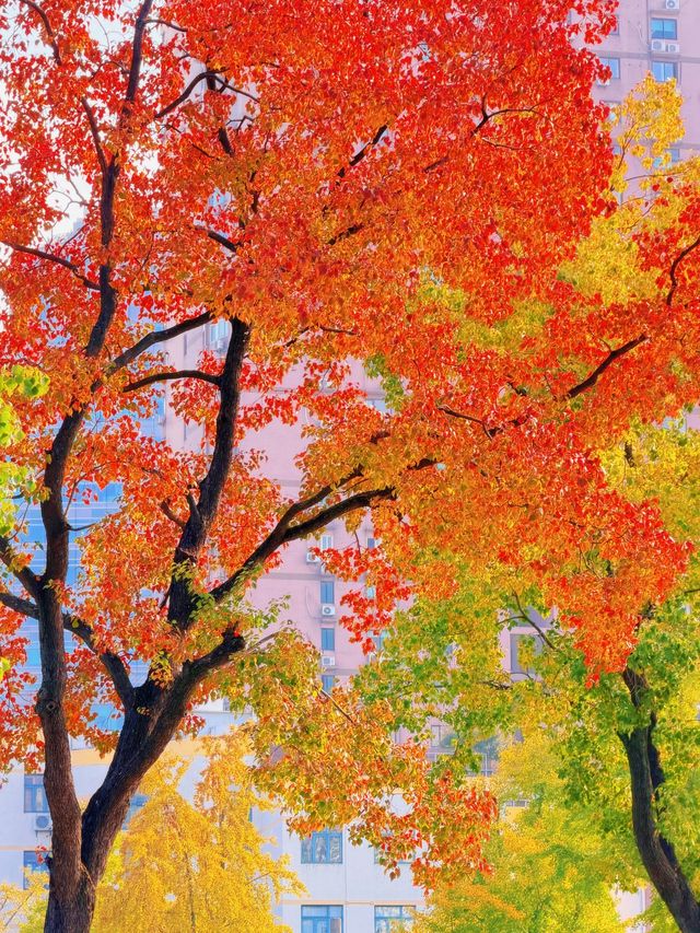 上海的秋日藝術巡禮