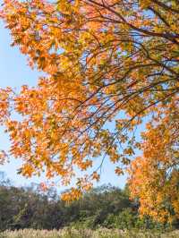 上海｜世紀公園的城市秋居畫卷