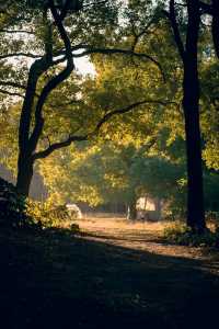 超全攻略!冬日共青森林公園賞秋絕了