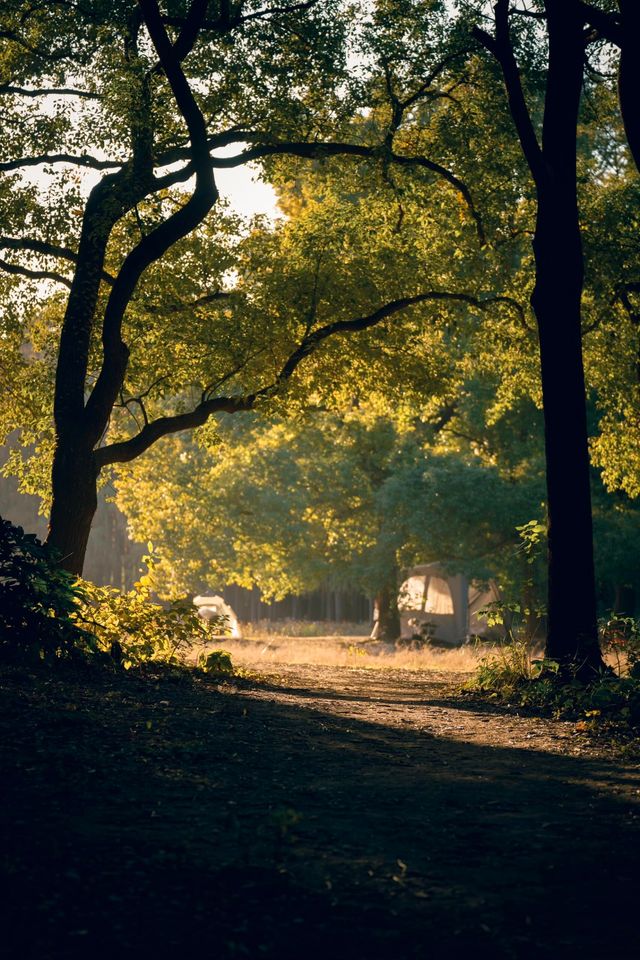 超全攻略!冬日共青森林公園賞秋絕了 超全攻略!冬日共青森林公園賞秋絕了