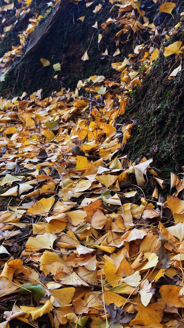 銀杏樹下慢時光,德化丁榮村 銀杏樹下慢時光,德化丁榮村