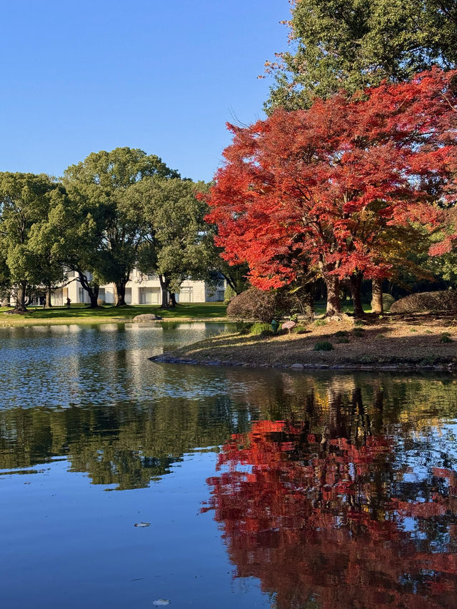 東郊秘境直出！比西郊美10倍的live級秋日畫冊