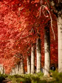 盼瘋了!陽澄湖紅楓大道已進入全紅模式!