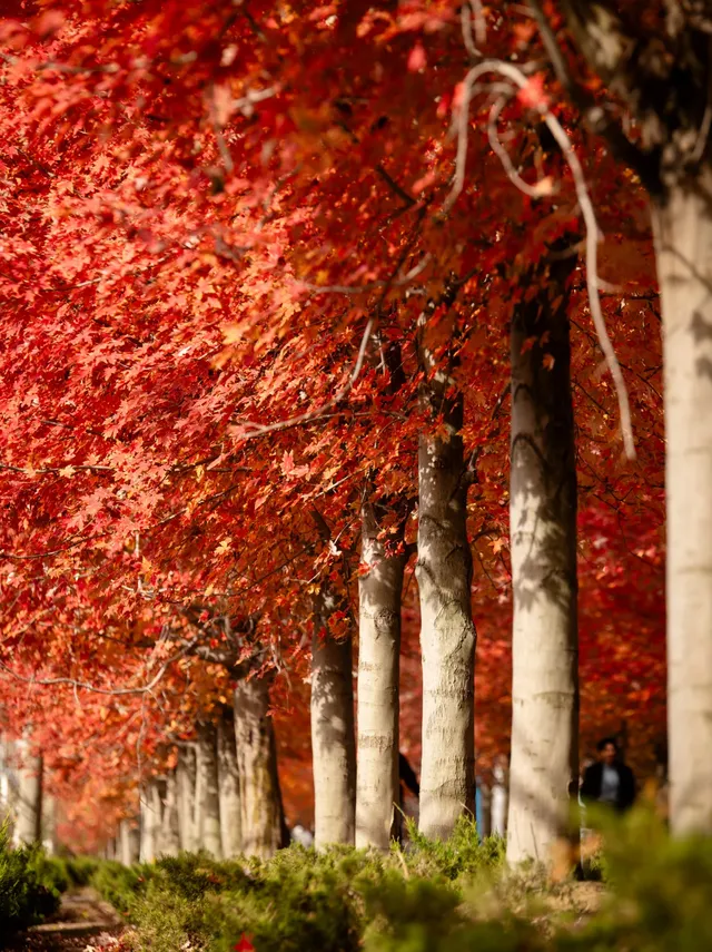 盼瘋了!陽澄湖紅楓大道已進入全紅模式! 盼瘋了!陽澄湖紅楓大道已進入全紅模式!