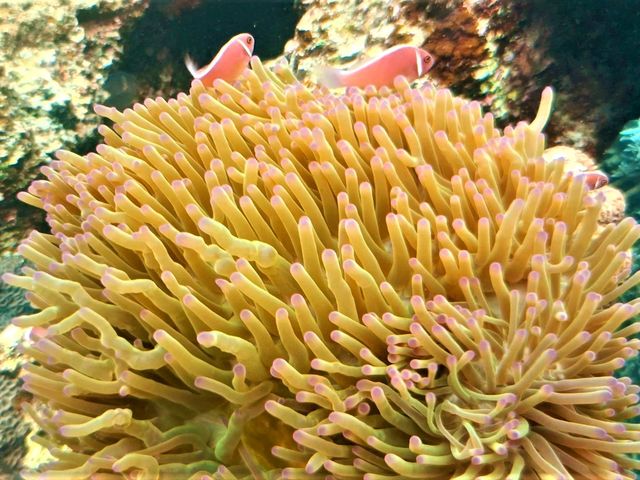 Australia’s Underwater Wonders: Top Spots for Snorkeling