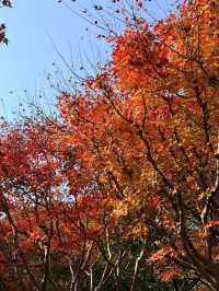 魔都秋日秘境大寧公園的絕美森林太出片了!