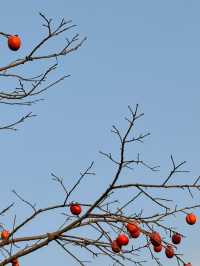 Kagoshima: Where Volcanoes, Hot Springs & Flavor Ignite 🌋