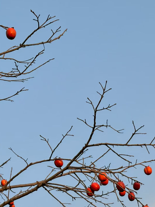 Kagoshima: Where Volcanoes, Hot Springs & Flavor Ignite 🌋 Kagoshima: Where Volcanoes, Hot Springs & Flavor Ignite 🌋