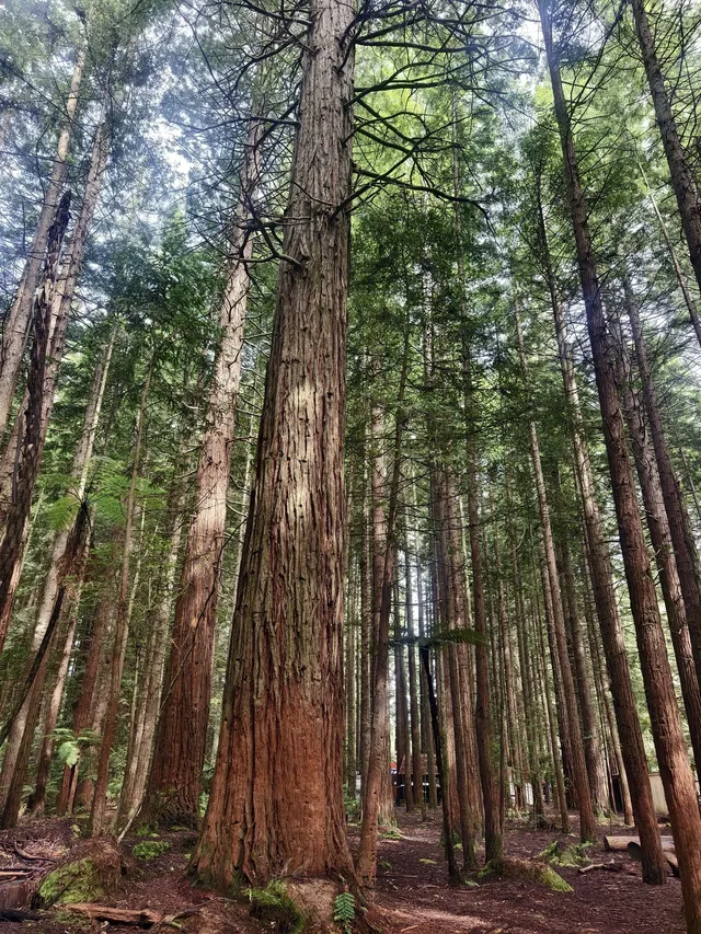 新西蘭北島值得二刷的羅托魯瓦 新西蘭北島值得二刷的羅托魯瓦