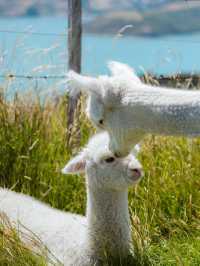 新西蘭必看小團|9天中文司導帶玩南北島