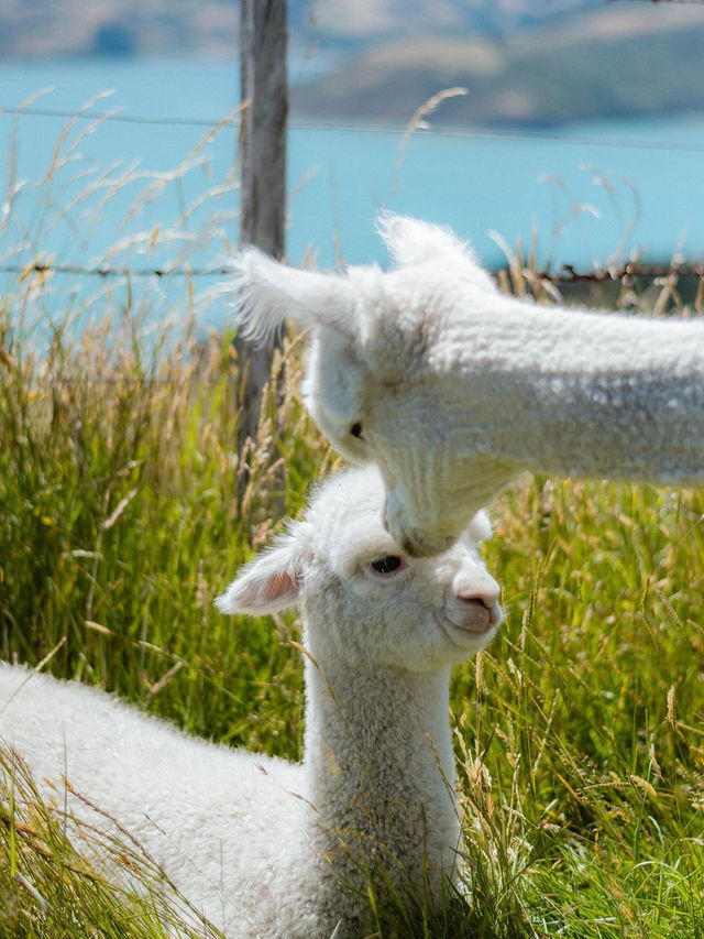 新西蘭必看小團|9天中文司導帶玩南北島