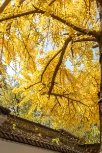 揚州的秋色真的值得專程去一趟