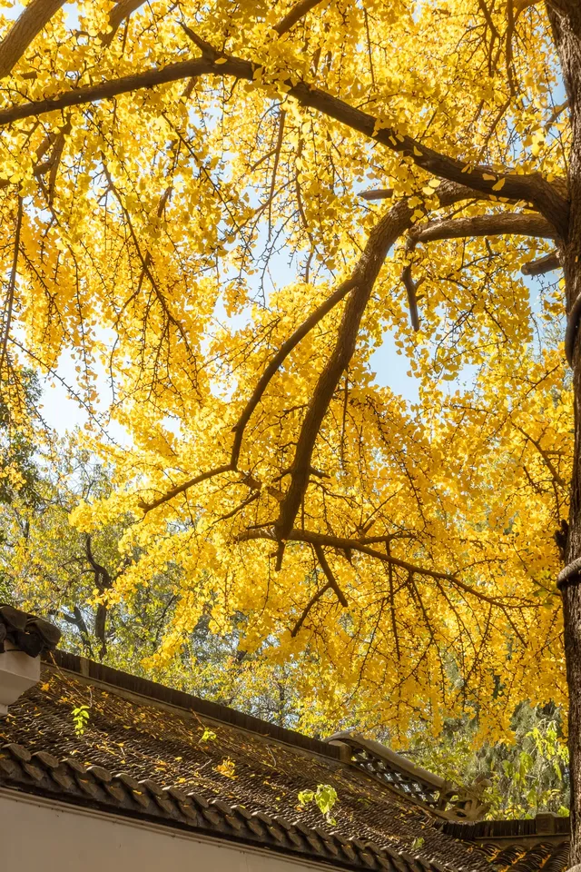 揚州的秋色真的值得專程去一趟