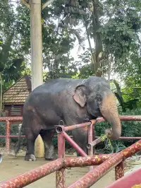 曼聽公園有自己的翡翠湖(附攻略