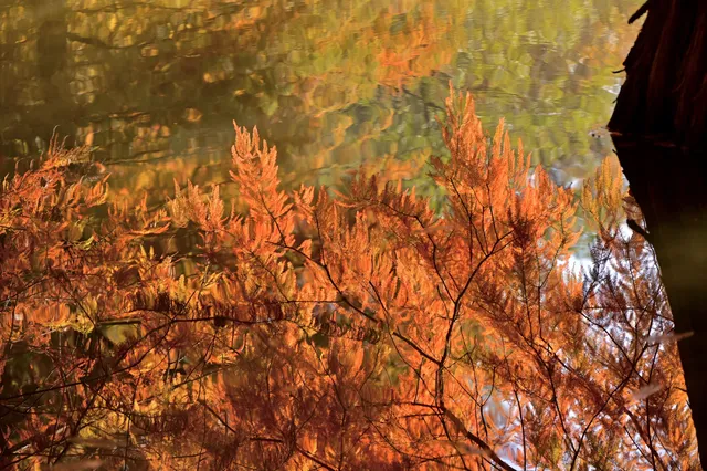 落羽杉紅了,你會來明孝陵燕雀湖看嗎? 落羽杉紅了,你會來明孝陵燕雀湖看嗎?
