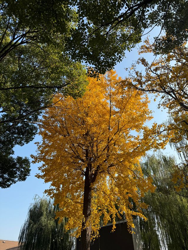 蘇州私藏秋日寶藏|太湖湖濱濕地公園,免費美到驚嘆 蘇州私藏秋日寶藏|太湖湖濱濕地公園,免費美到驚嘆