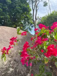 廈門｜淡季的鼓浪嶼好浪漫