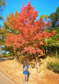 大棠楓香林.你沒看錯.這是香港的楓葉林喔
