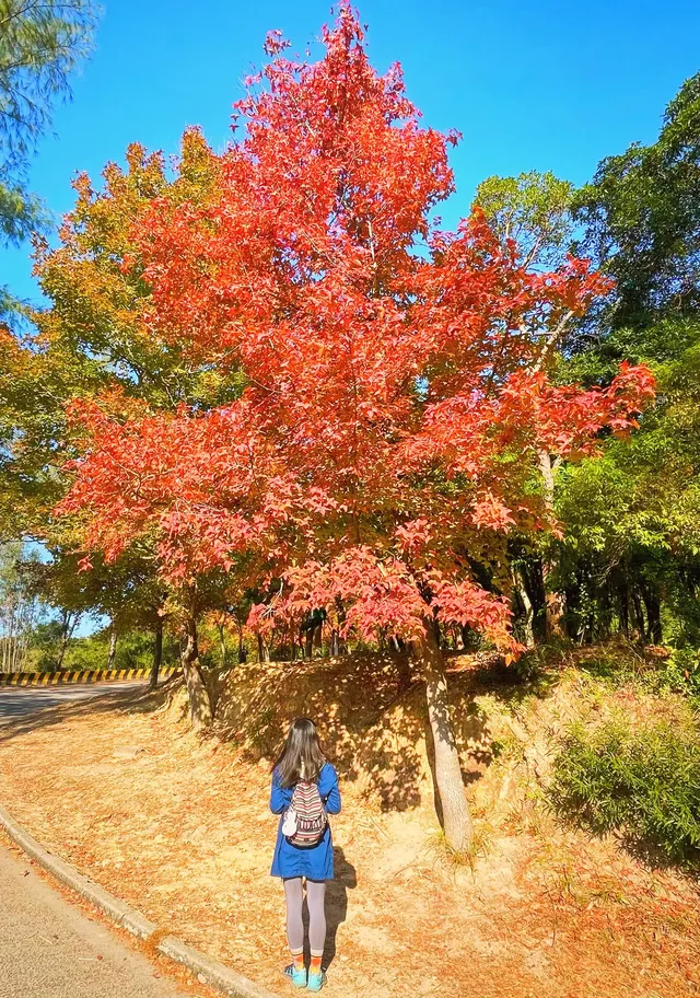大棠楓香林.你沒看錯.這是香港的楓葉林喔 大棠楓香林.你沒看錯.這是香港的楓葉林喔