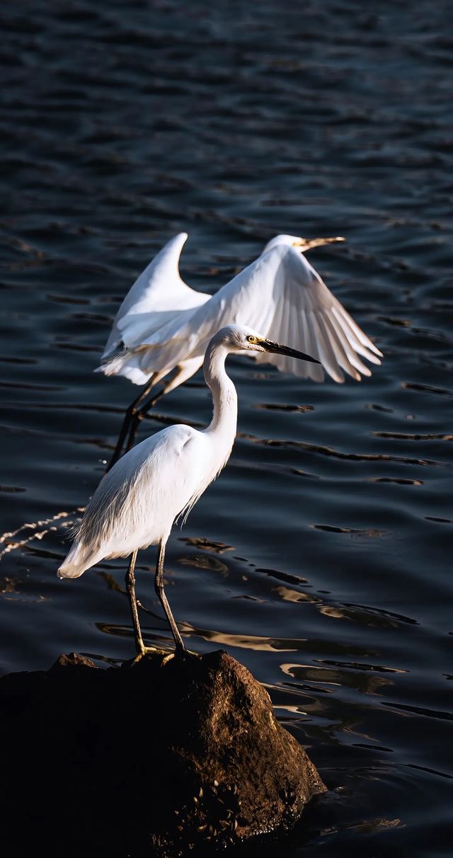 順濟橋畔觀鳥勝地