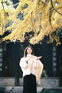 不要錯過揚州看銀杏的時節