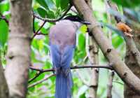 廈門版「瘋狂動物城」上線!山林湖海間,藏著人與自然共生的浪漫