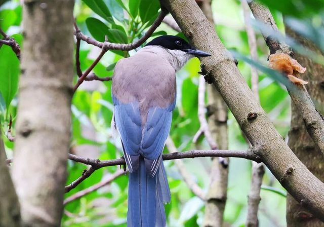 廈門版「瘋狂動物城」上線!山林湖海間,藏著人與自然共生的浪漫 廈門版「瘋狂動物城」上線!山林湖海間,藏著人與自然共生的浪漫
