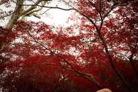 魯迅公園的秋日啟示:「生命暫停鍵」 金黃的銀杏葉像撒了一地碎金,紅楓則像一團團燃燒的火焰, 陽光