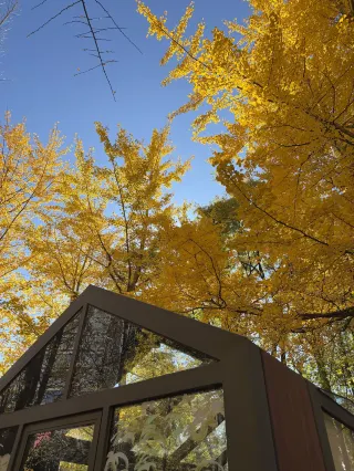 Смотреть на гинкго необязательно идти на улицу Вэньлинь!