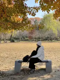 鐘山風景區精華指南含無人版梧桐大道