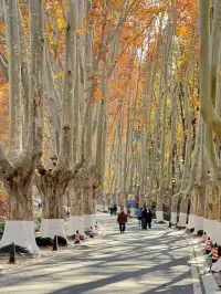 鐘山風景區精華指南含無人版梧桐大道