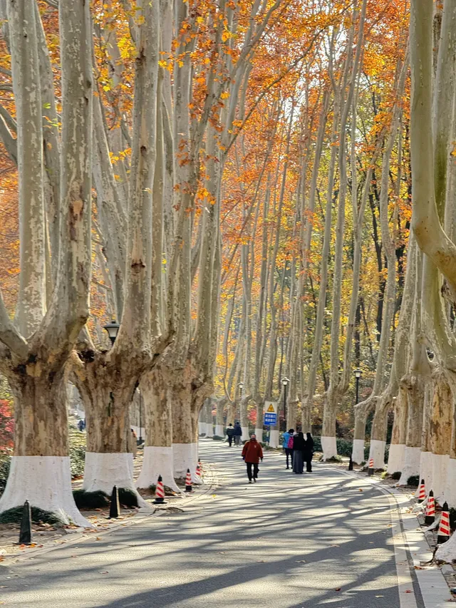 鐘山風景區精華指南含無人版梧桐大道 鐘山風景區精華指南含無人版梧桐大道