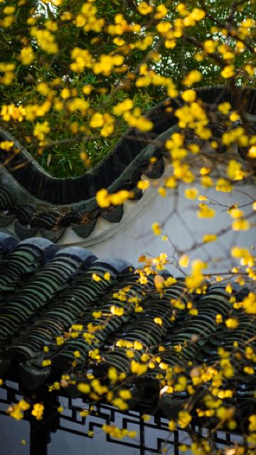 これまでで私が一番好きな蘇州の庭園の蝋梅が咲きました