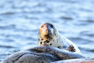 Save the Bay Seal Watching Tour: Winter Wildlife Adventure
