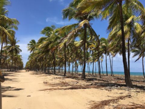 ポルト・デ・ガリーニャスのビーチを発見：ペルナンブコの水の楽園