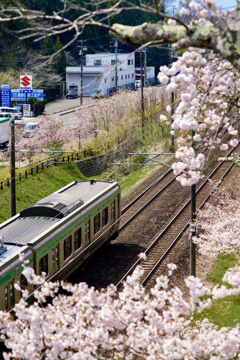 仙台｜一目千本桜の桜見トップクラス日帰りツアーガイド | Trip.com 柴田町