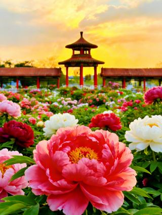 菏澤牡丹4月封神｜在曹州的春天，遇見牡丹最富貴的模樣   4月的菏澤，整座城都被牡丹的香氣裹著——