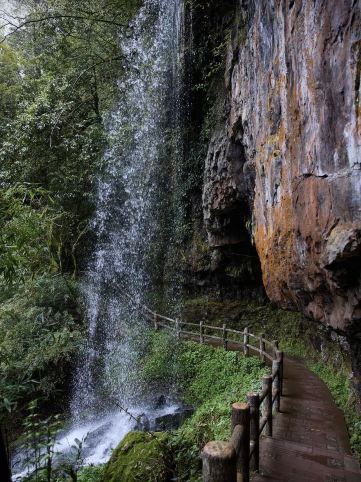 May Day forest hiking with kids! Pigeon Flower Sea + Waterfall Boardwalk!!!